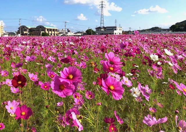 福岡での家づくりは馬渡ホーム